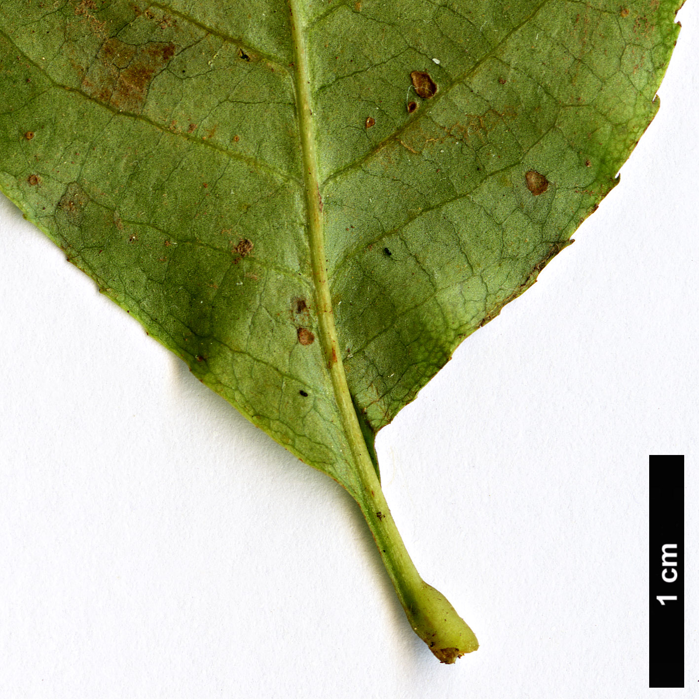 High resolution image: Family: Rosaceae - Genus: Sorbus - Taxon: thomsonii